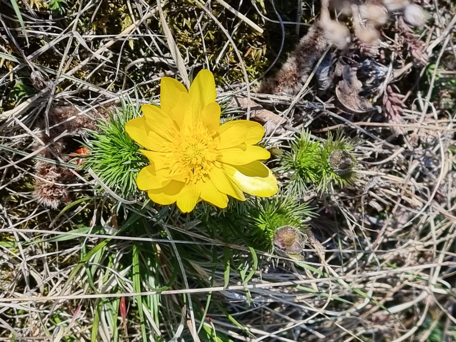 Einzigartige Blütenpracht im Turtmanntal