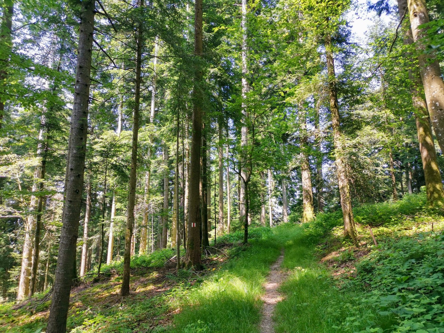 Lauschiger Wald im Abstieg nach Ziegerhütten.