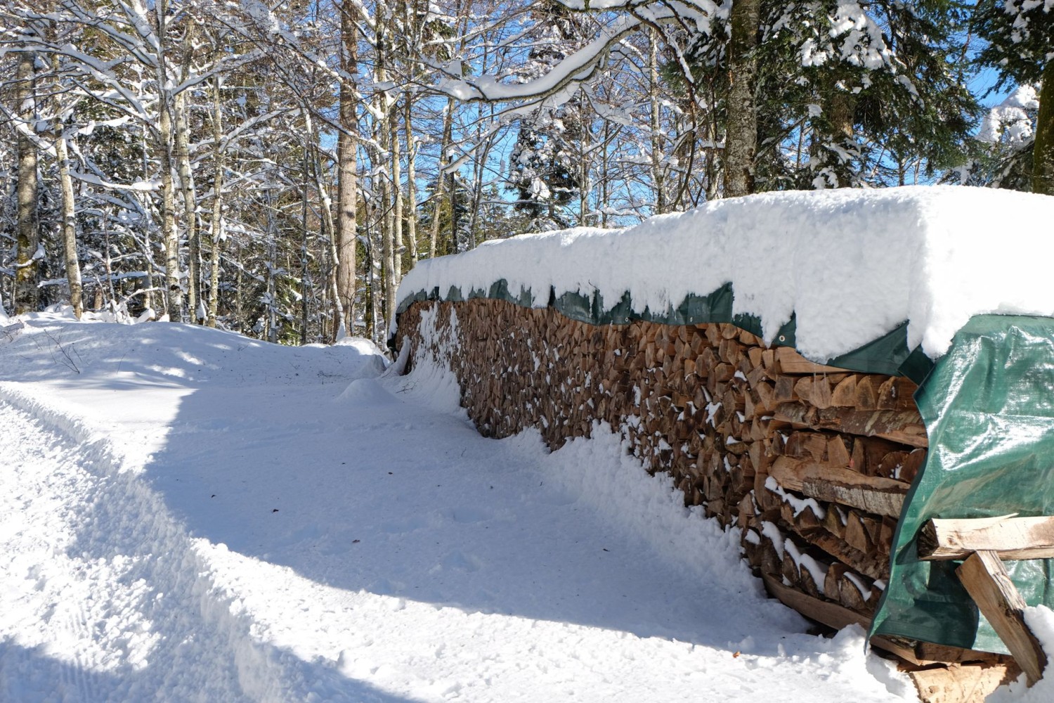 Holzbeigen am Wegesrand: Der Wald am Chasseral ist auch ein Nutzwald.