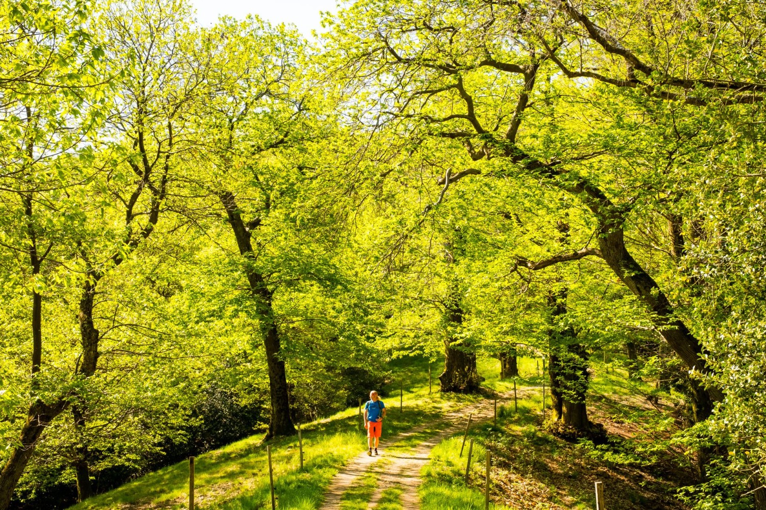 Jeune feuillage printanier sur la colline de San Bernardo