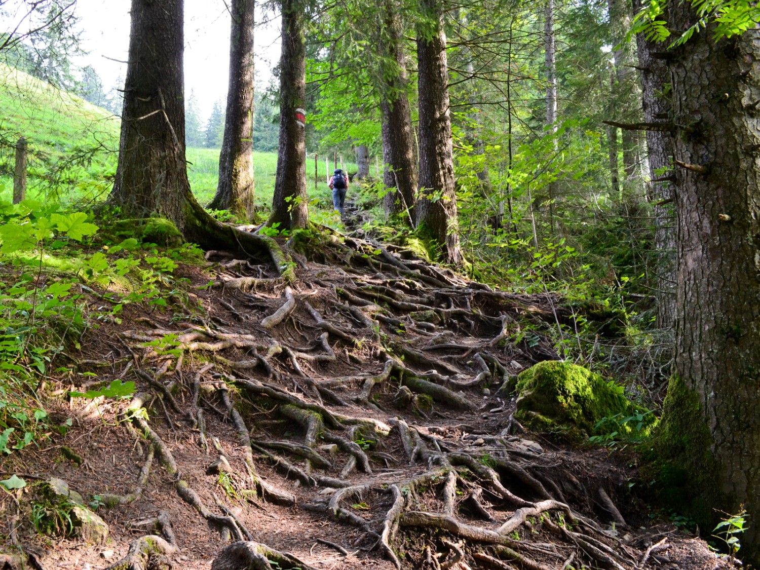 Sentier exigeant parcouru de racines près du Herrenboden. Photo: Sabine Joss