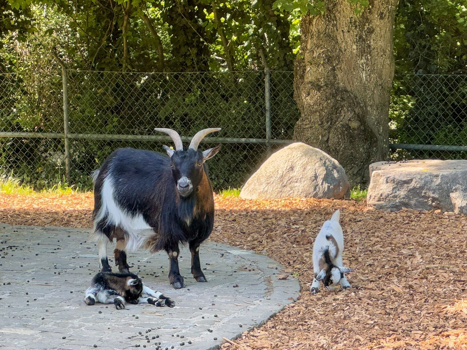 In den Bois de la Bâtie spüren auch die Zicklein den Frühling.