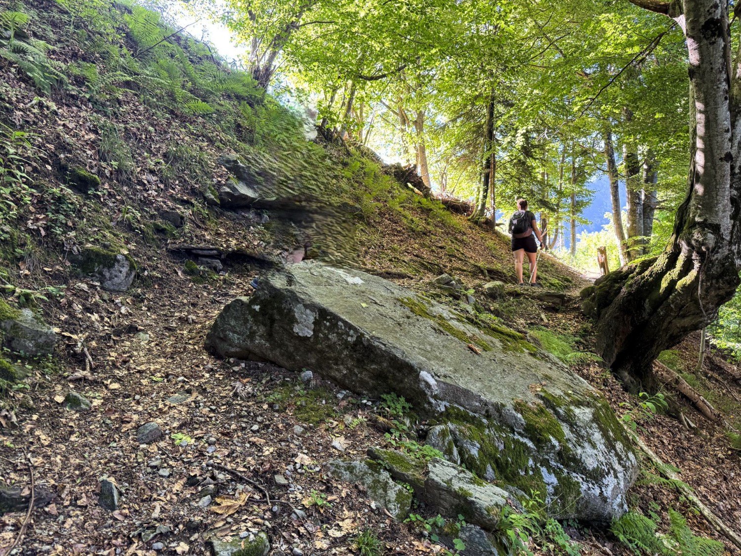 Auf Naturpfaden geht es aufwärts.