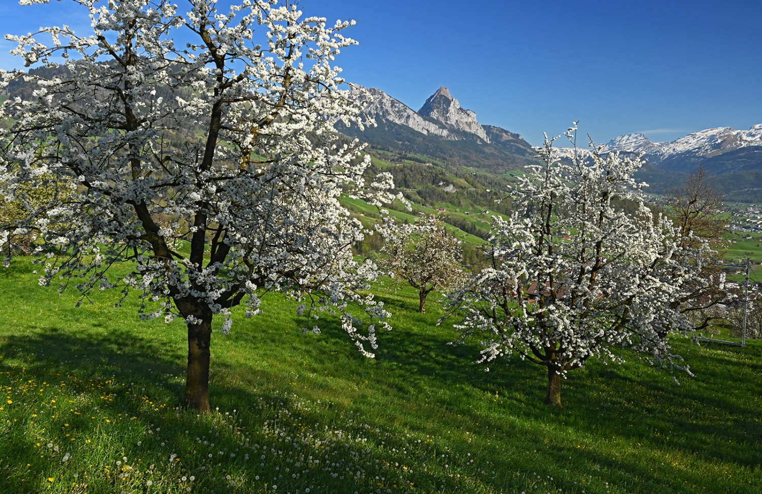 Blütenreicher Aufstieg zum Wildspitz