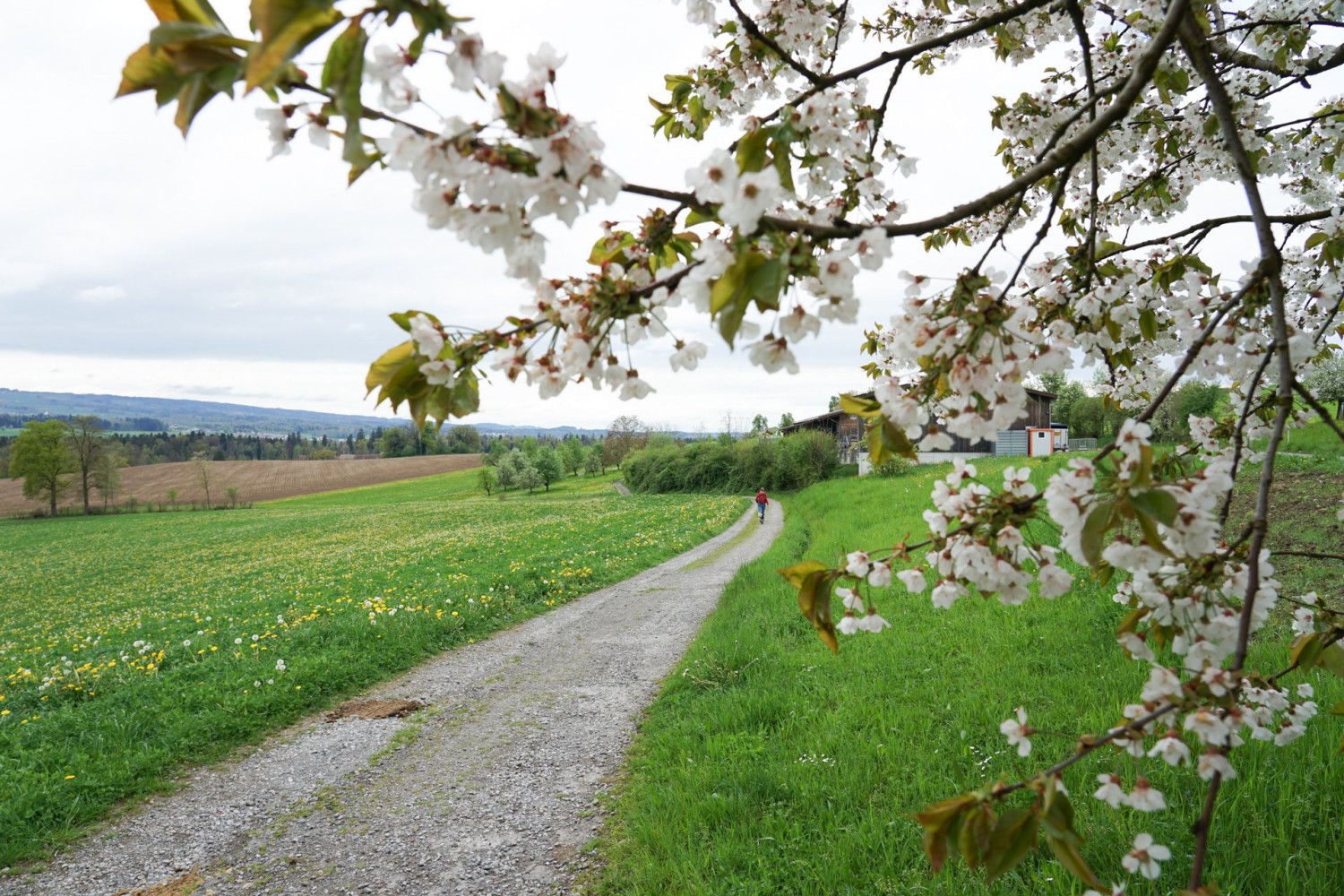 Kurz vor dem Kloster Frauenthal blühen die Kirschbäume.