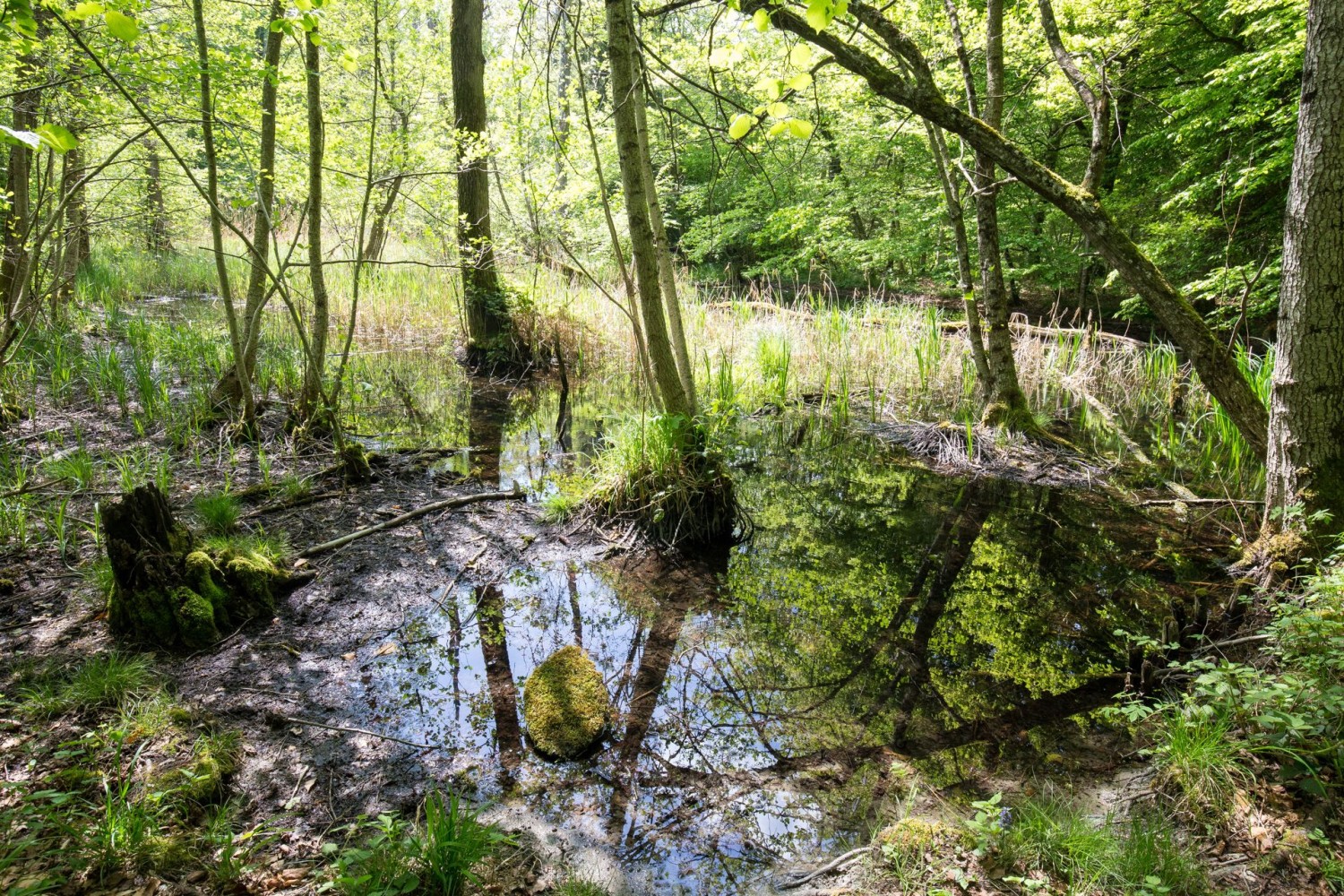 … und unterwegs passiert man alte Seitenarme des Rheins.