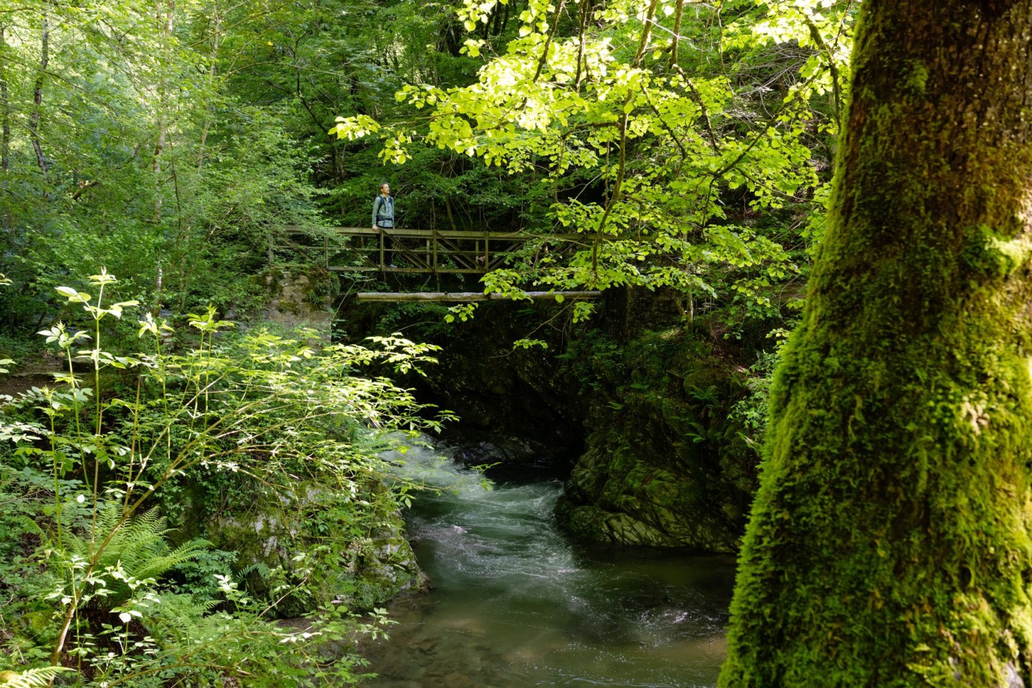 Forêt et eau: le chemin franchit la rivière Magliasina.