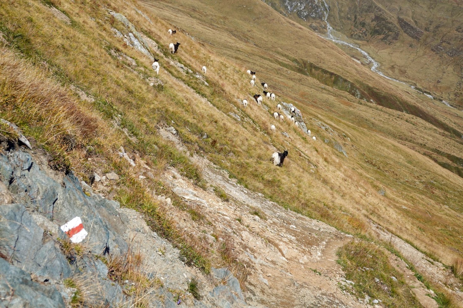 Mit ein wenig Glück trifft man während der Wanderung auf eine Herde Schwarzhalsziegen, dem Wappentier der Belalp.