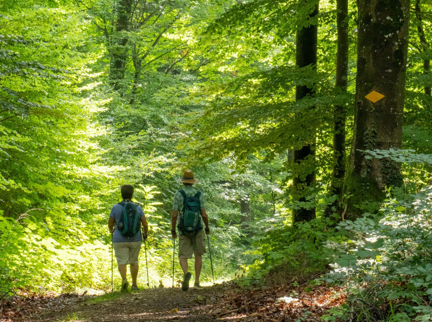 En chemin dans la fraîche forêt de hêtres Chalm, près d’Oberflachs