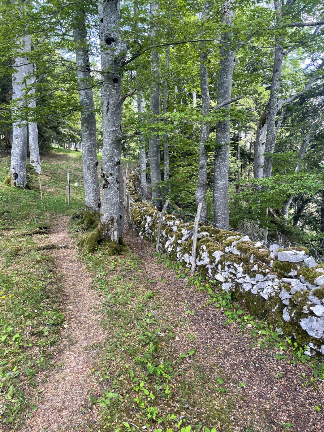 Tradizionali muretti a secco separano tra loro i pascoli. Foto: Lukas Frehner