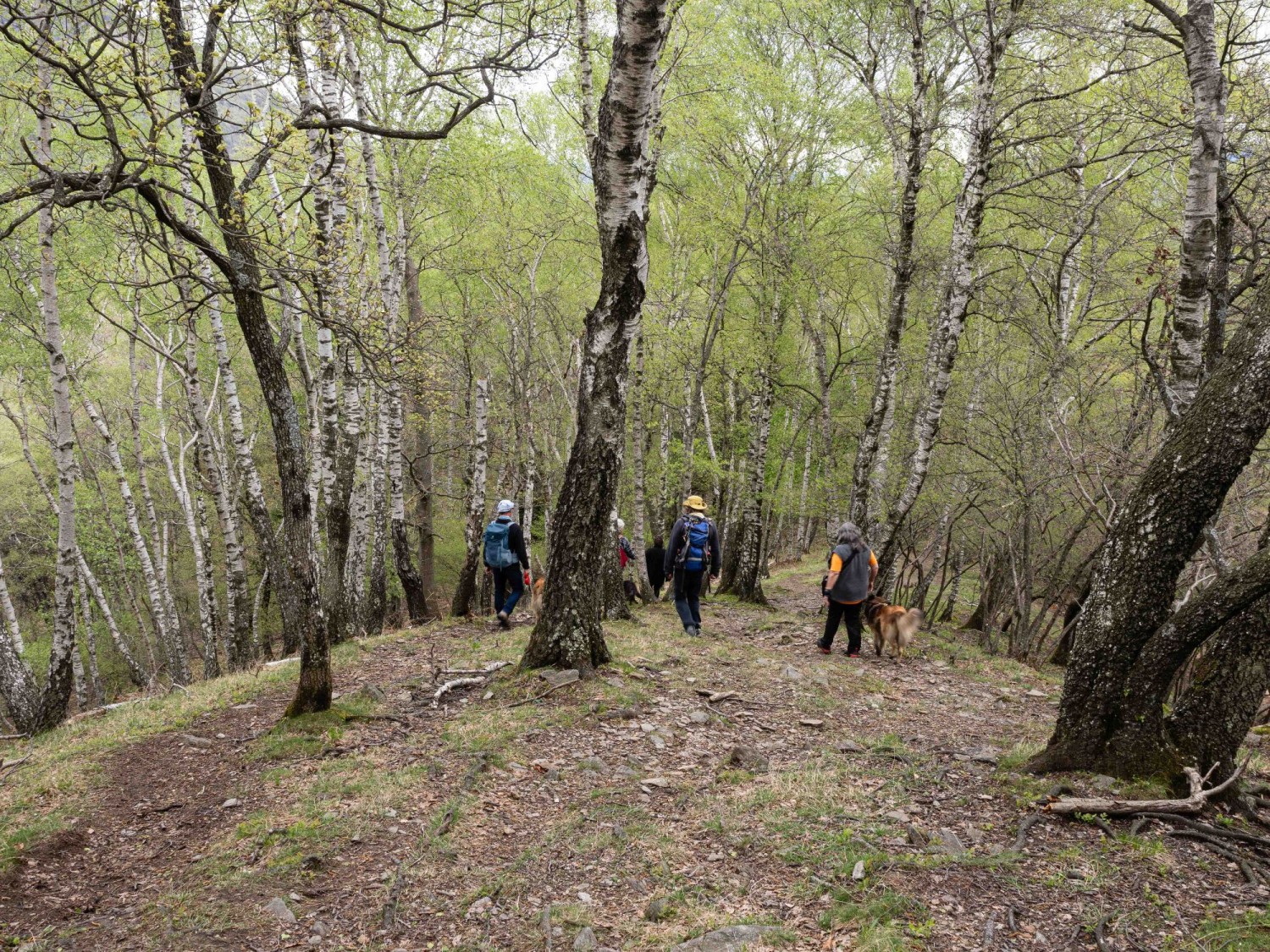 Un jeune feuillage printanier orne les arbres.