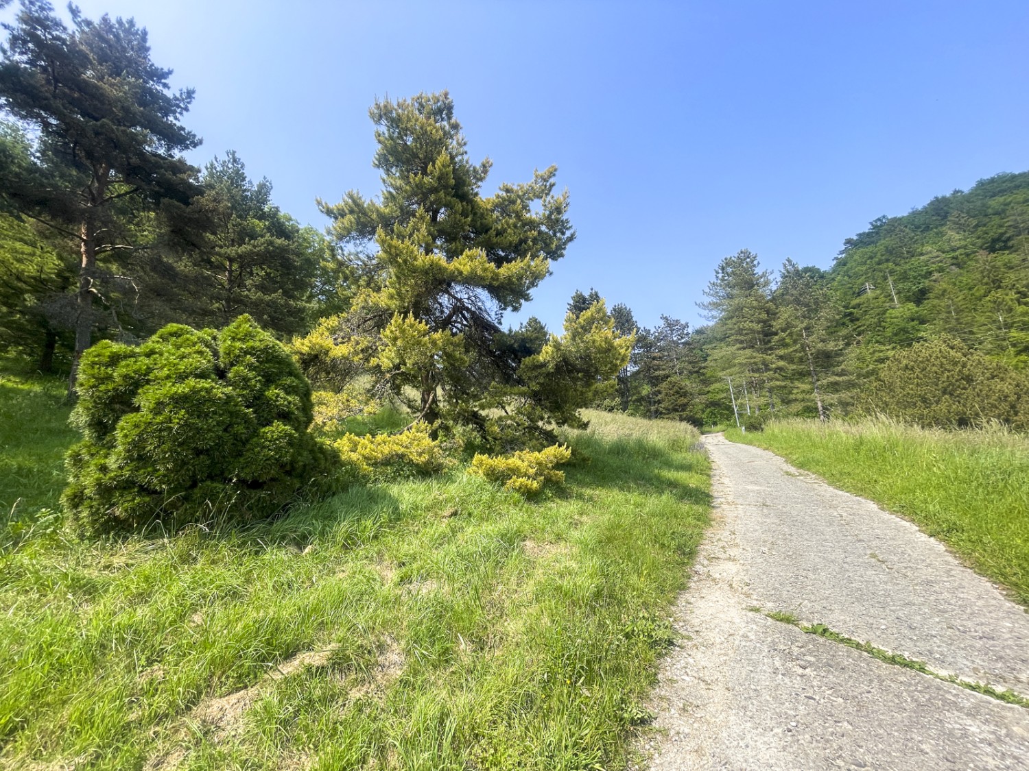 Oltre 3000 specie di alberi e arbusti da tutto il mondo si sono acclimatate in questa regione. Foto: Vera In-Albon