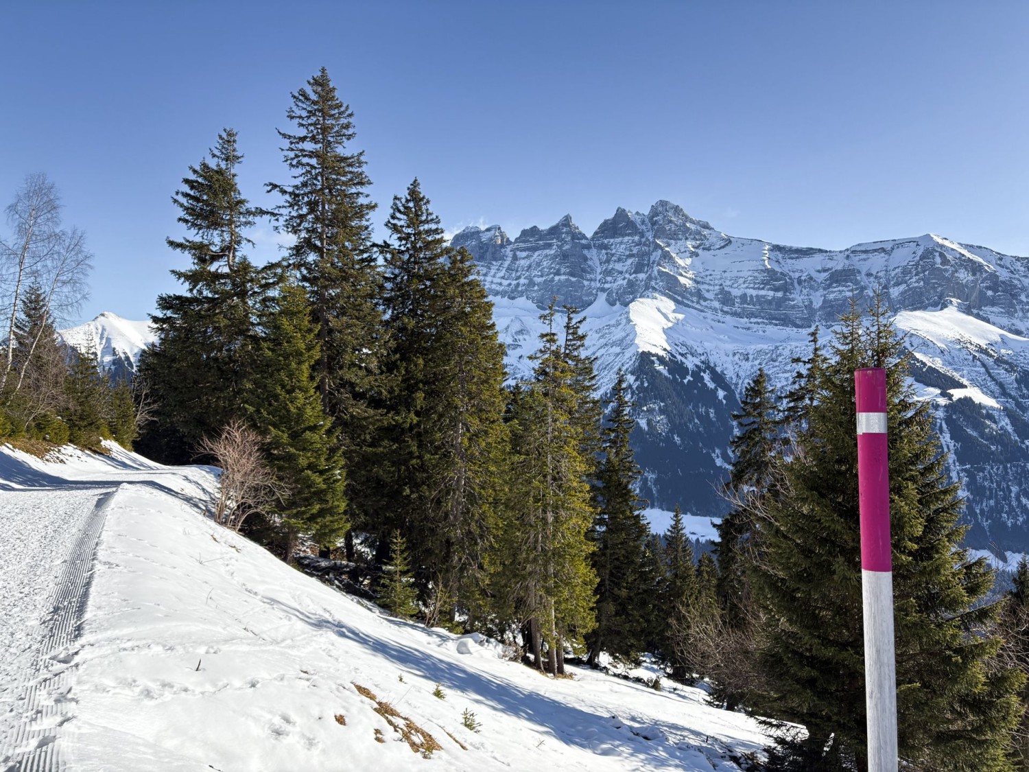 Durch ein lichtes Waldstück geht es in Richtung Les Crosets.