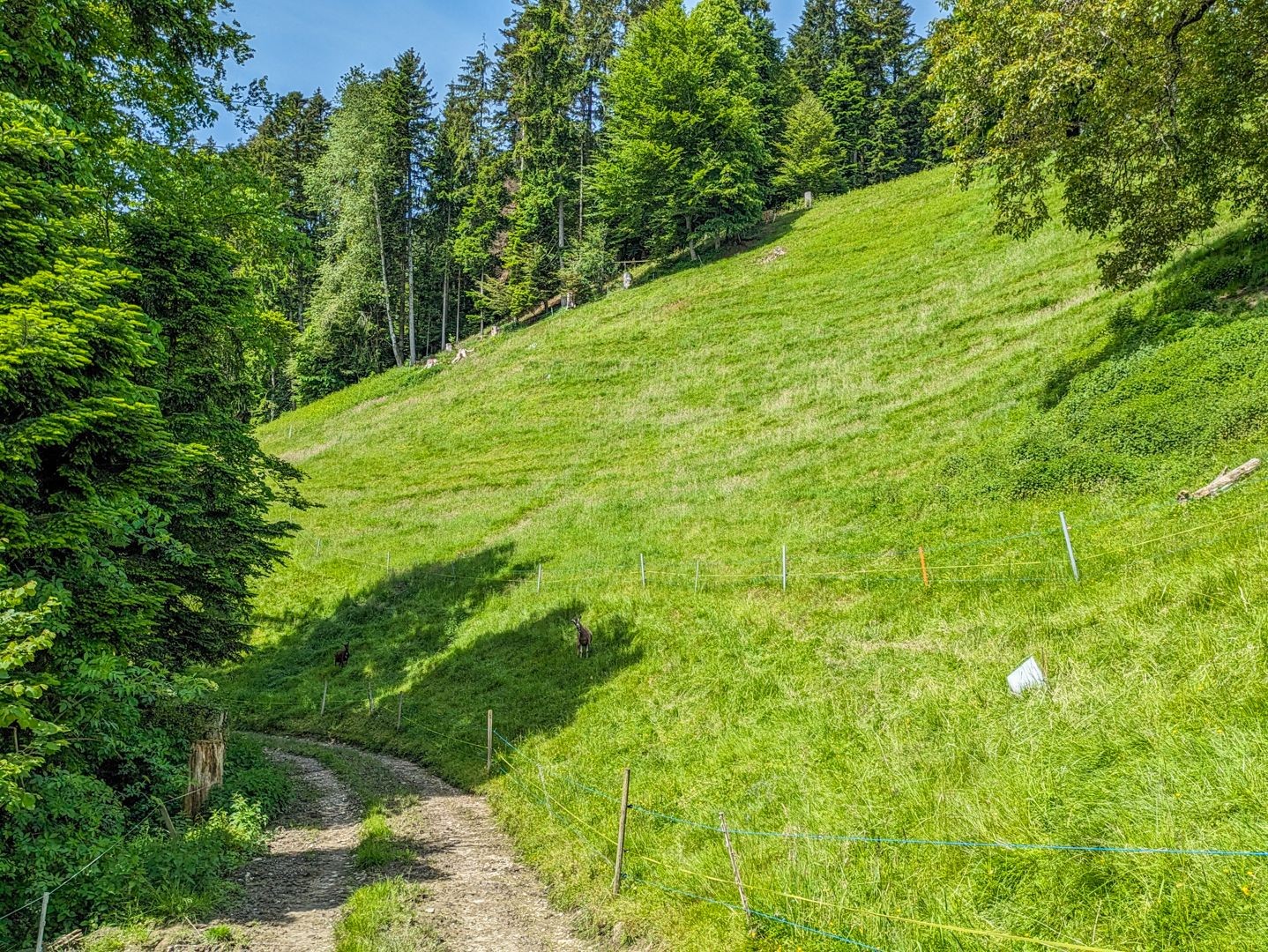 Il verde è il colore onnipresente durante questa escursione.