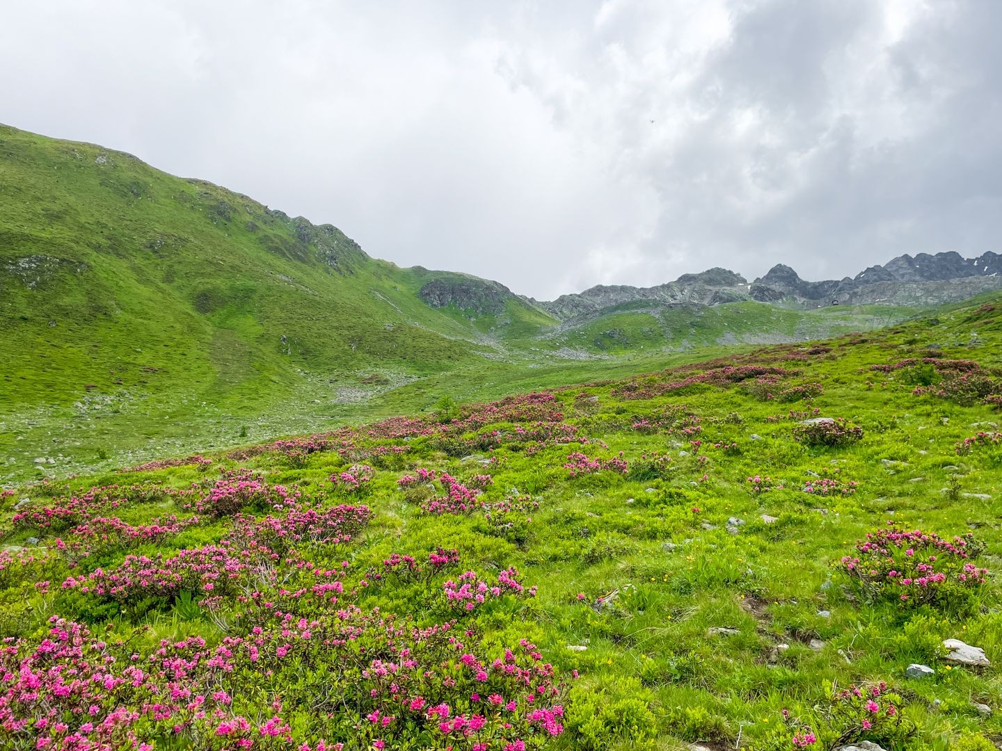 Wanderbegleitung: Blühende Alpenrosen