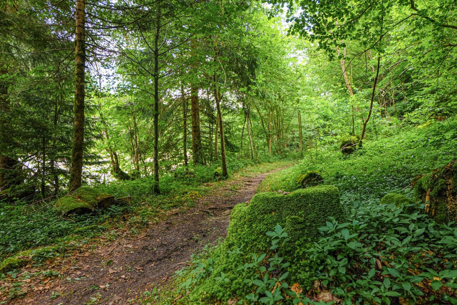 Der Weg ist schattig und führt nahe der Sense entlang.