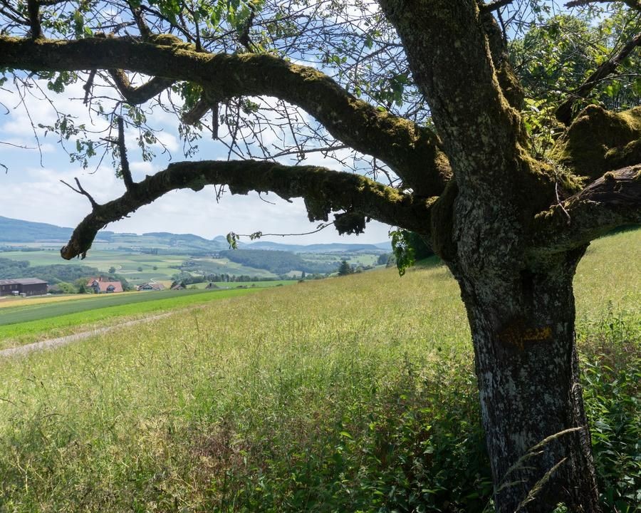 FotoPate SchweizMobil Hansruedi Baetschmann