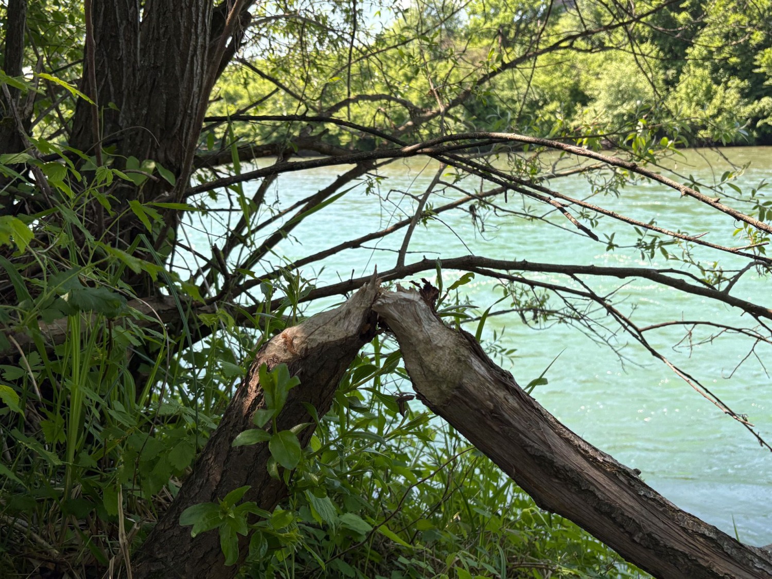 Wer aufmerksam ist, entdeckt auf dieser Wanderung zahlreiche Biberspuren.