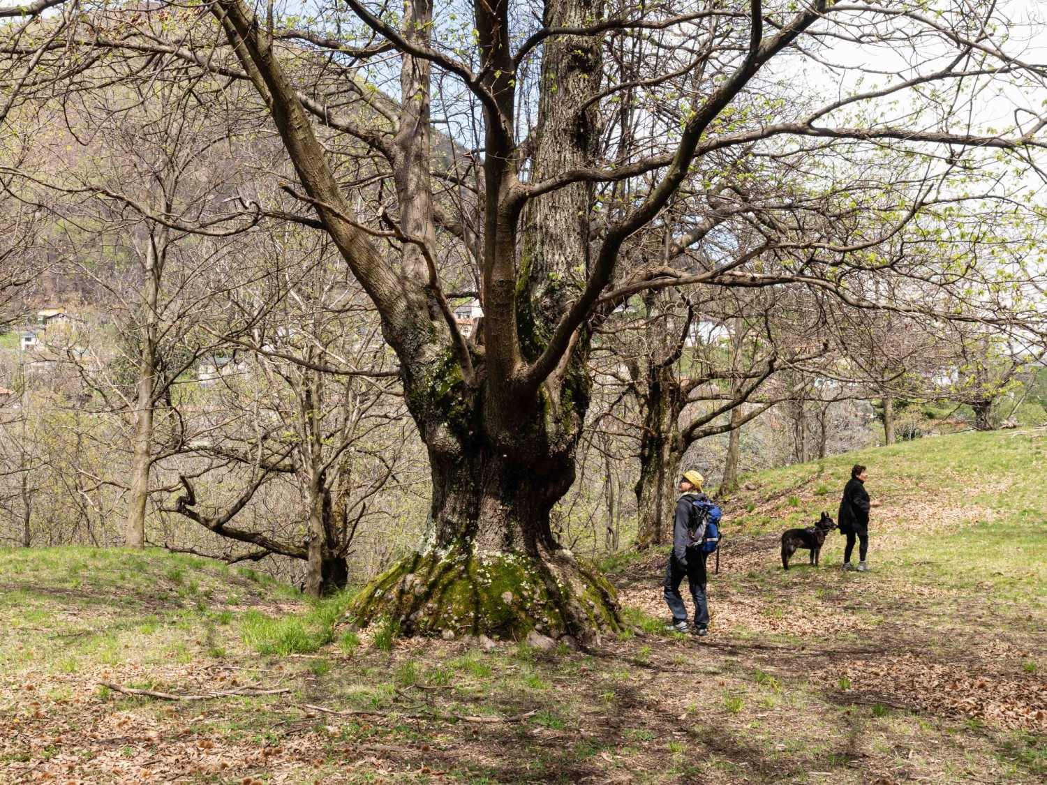 Les majestueux arbres de la châtaigneraie d’Induno invitent à s’émerveiller.