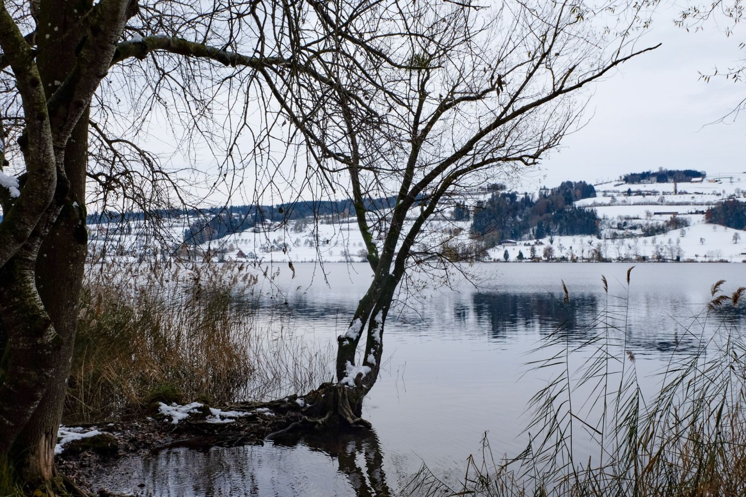 Ab und zu gibt der Schilfgürtel den Blick auf das gegenüberliegende Ufer und den Erlosen frei.
