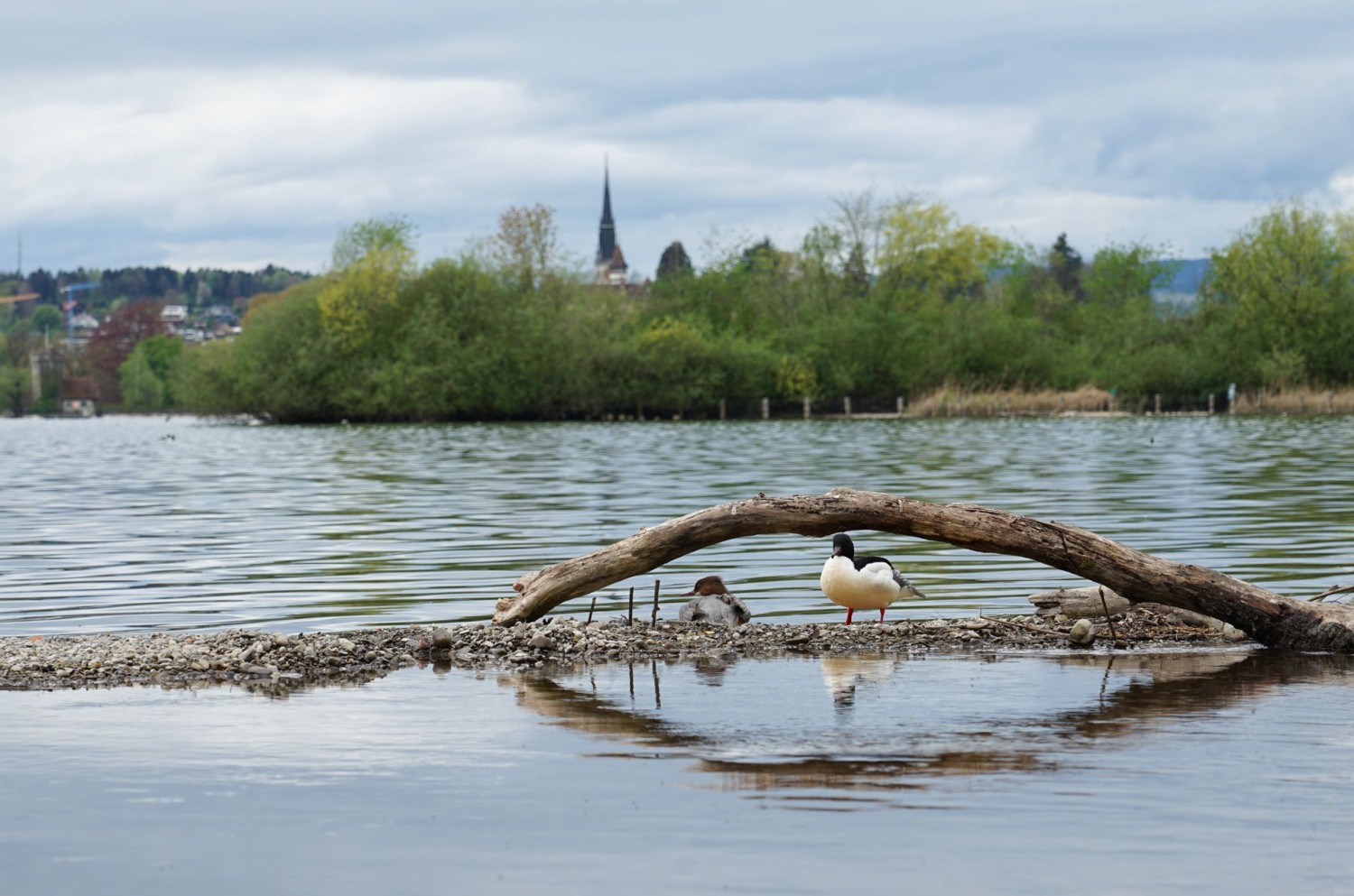 Wasservögel schätzen die naturbelassenen Kiesbänke am Zugersee.