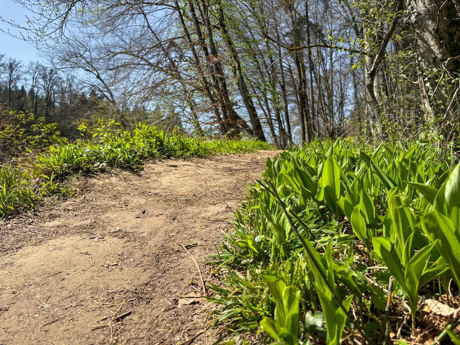 Die Maiglöcken erwachen aus dem Winterschlaf.