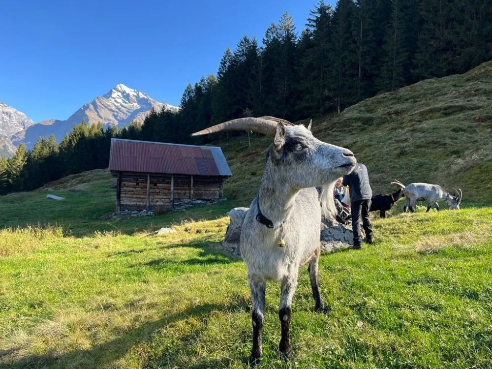 Ziegenwanderung im Maderanertal
