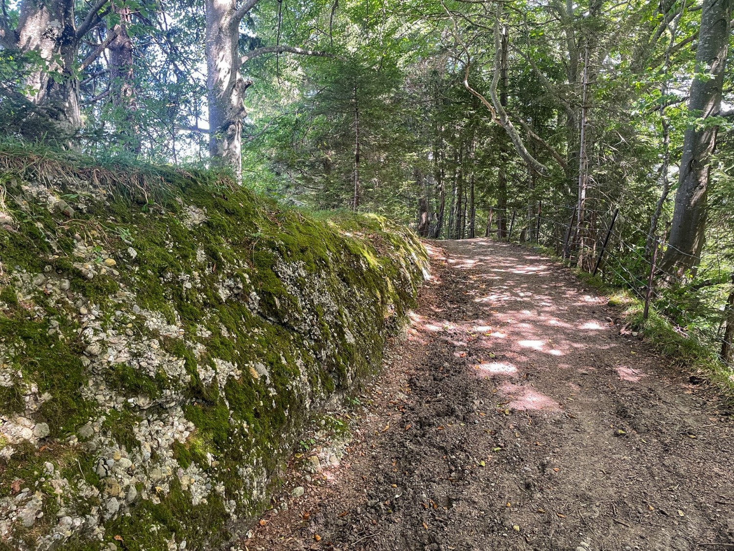 Wo Fels zutage tritt, wird Nagelfluh sichtbar.