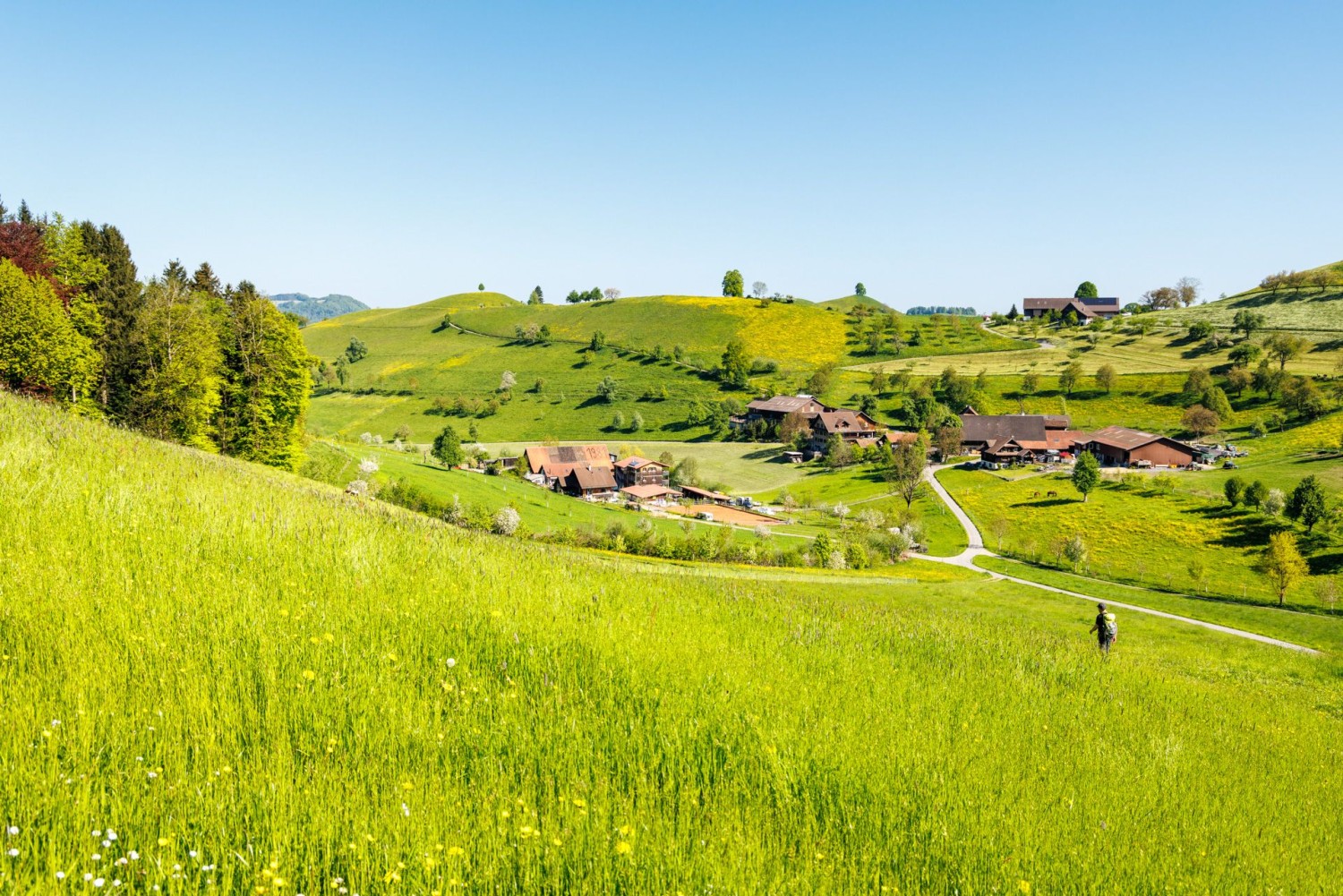 Hinter Menzingen weitet sich der Blick auf die einzigartige Drumlinlandschaft.