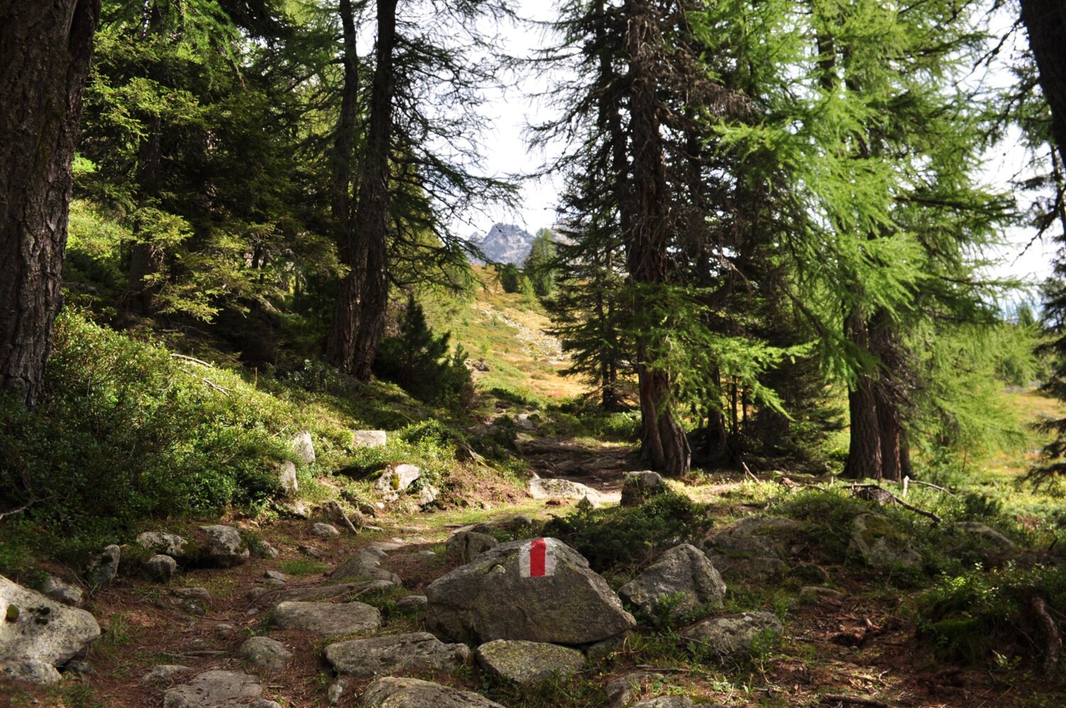 Le chemin traverse une forêt clairsemée.