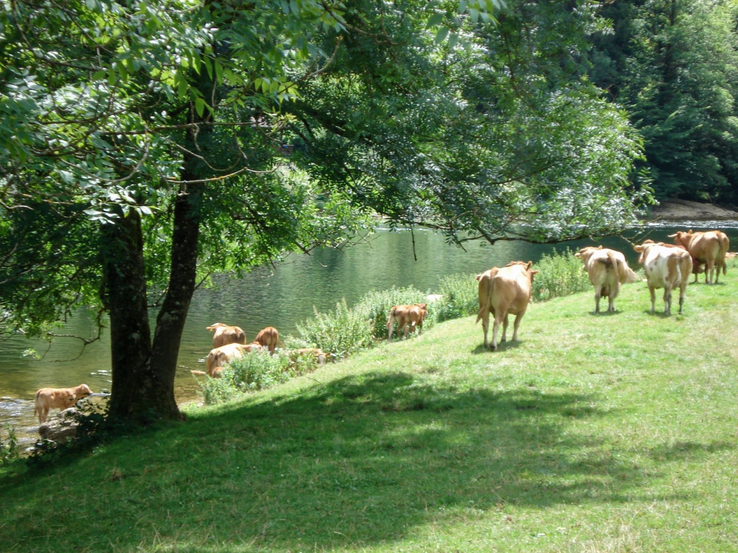 Weidende Kühe die eine Abkühlung brauchen nahe dem Camping Tariche.