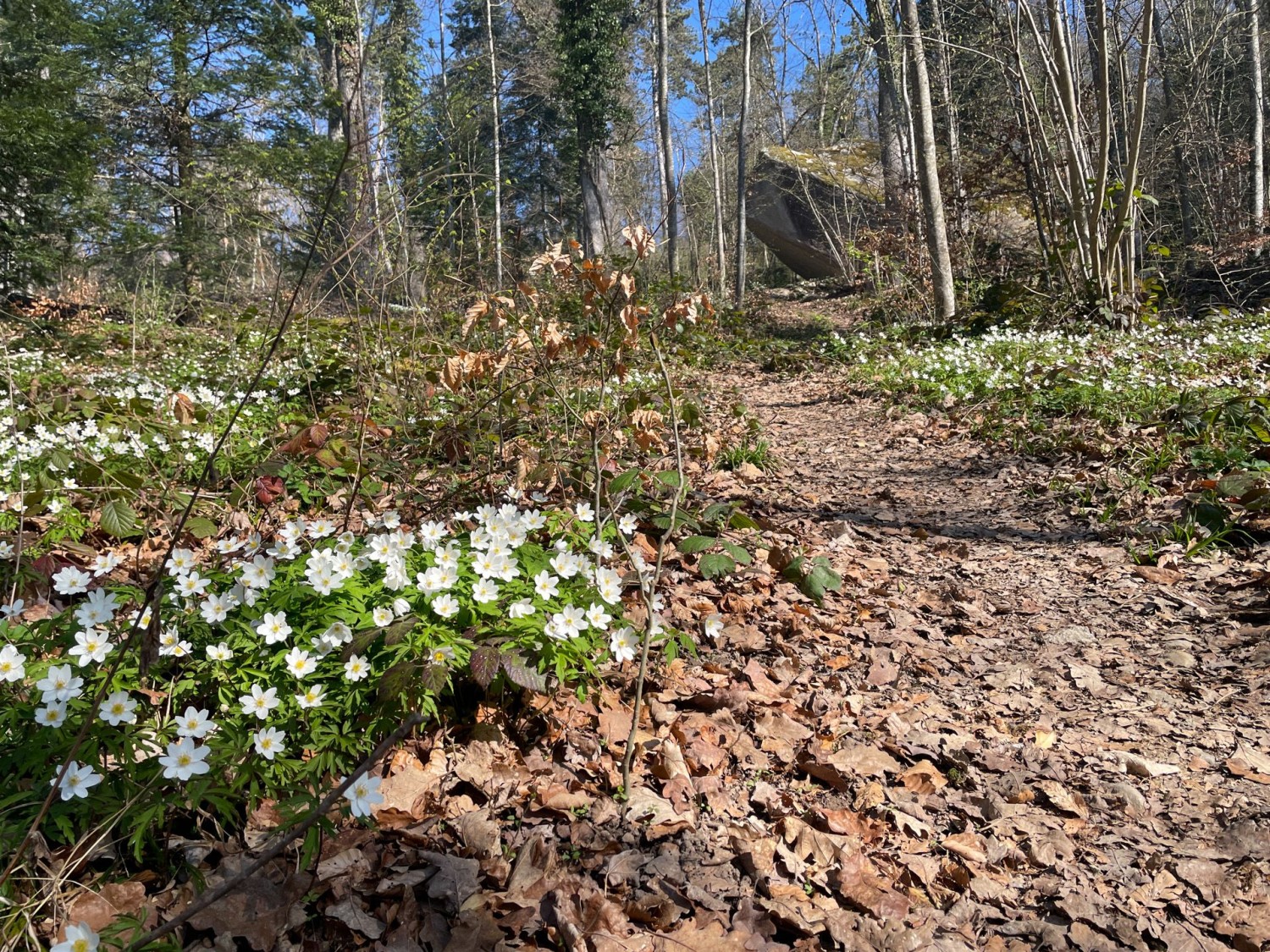 Le bloc erratique Pierre-à-Bot est bien visible au printemps.