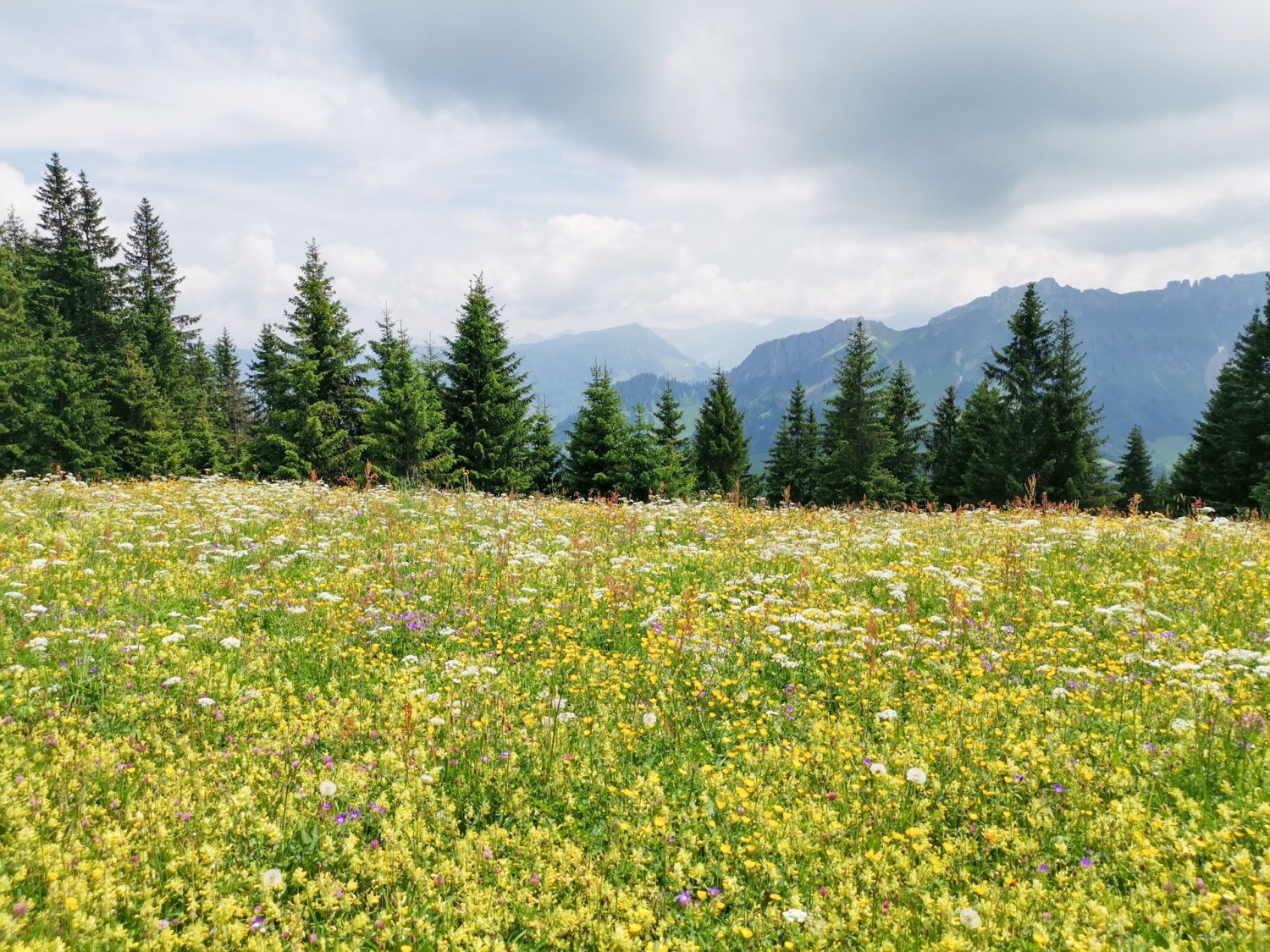 Bergfrühling zum zweiten. Das Auge kann sich kaum satt sehen.