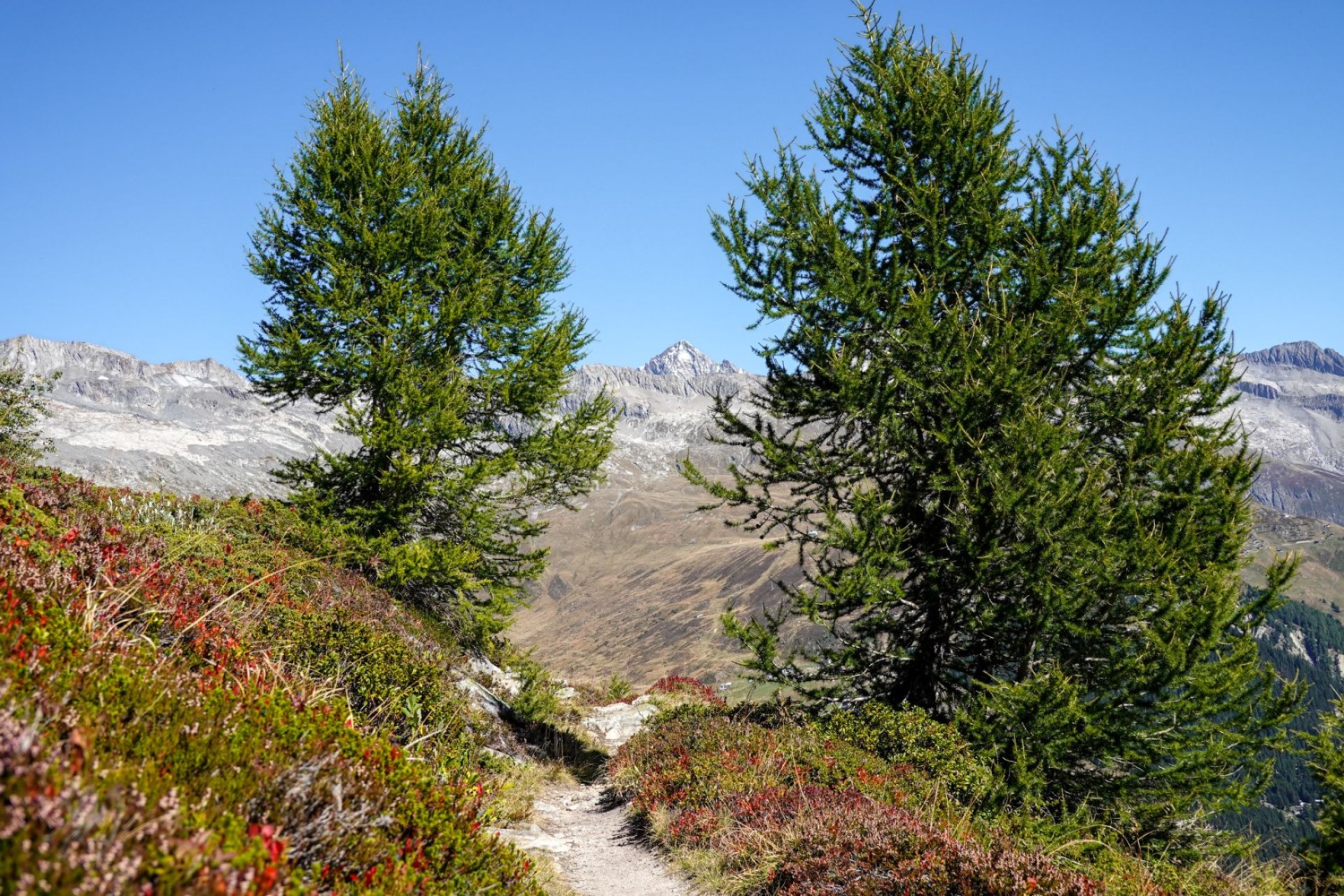 Kurzweilig ist der Aufstieg dank Aussichten auf imposante Bergkulissen, hier im Bild das Aletschhorn.