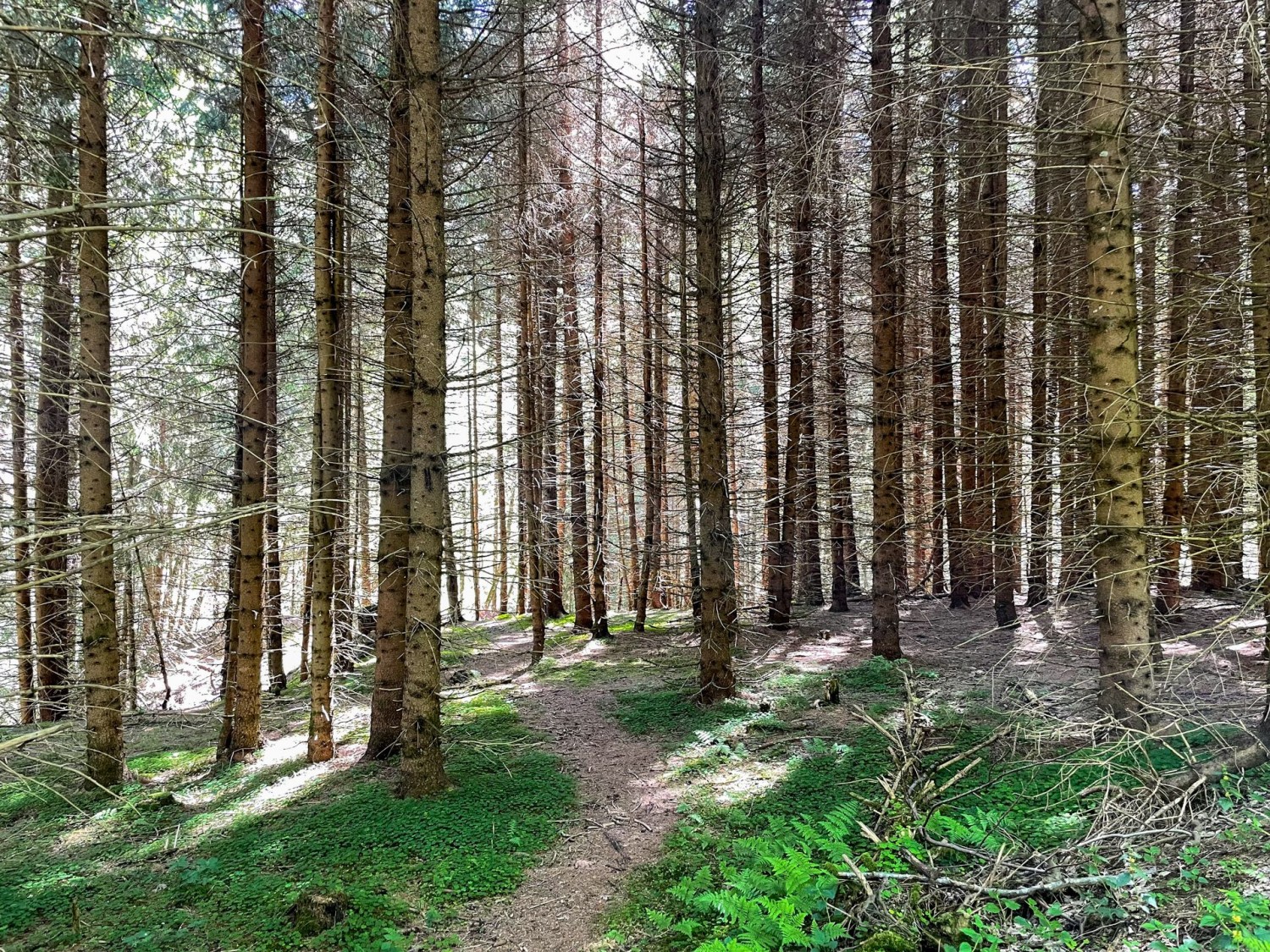 Schattenspendende Waldabschnitte, durchzogen mit kleinen Wasserläufen
