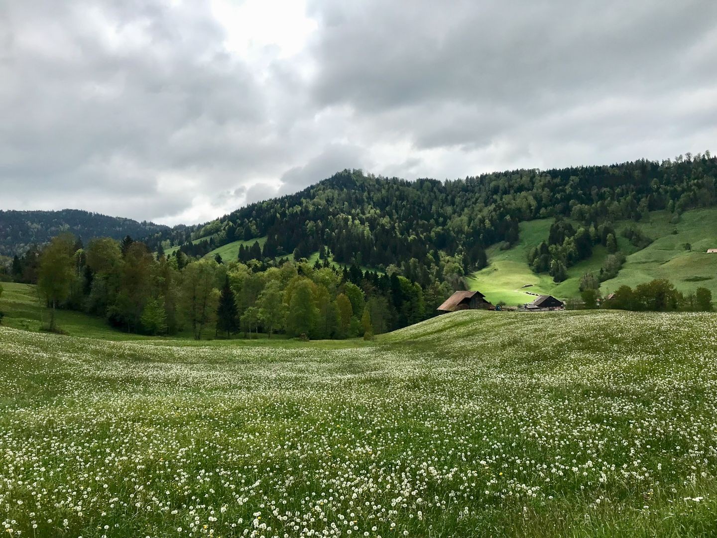 Vom Ägerisee hinauf zu den Hochmooren
