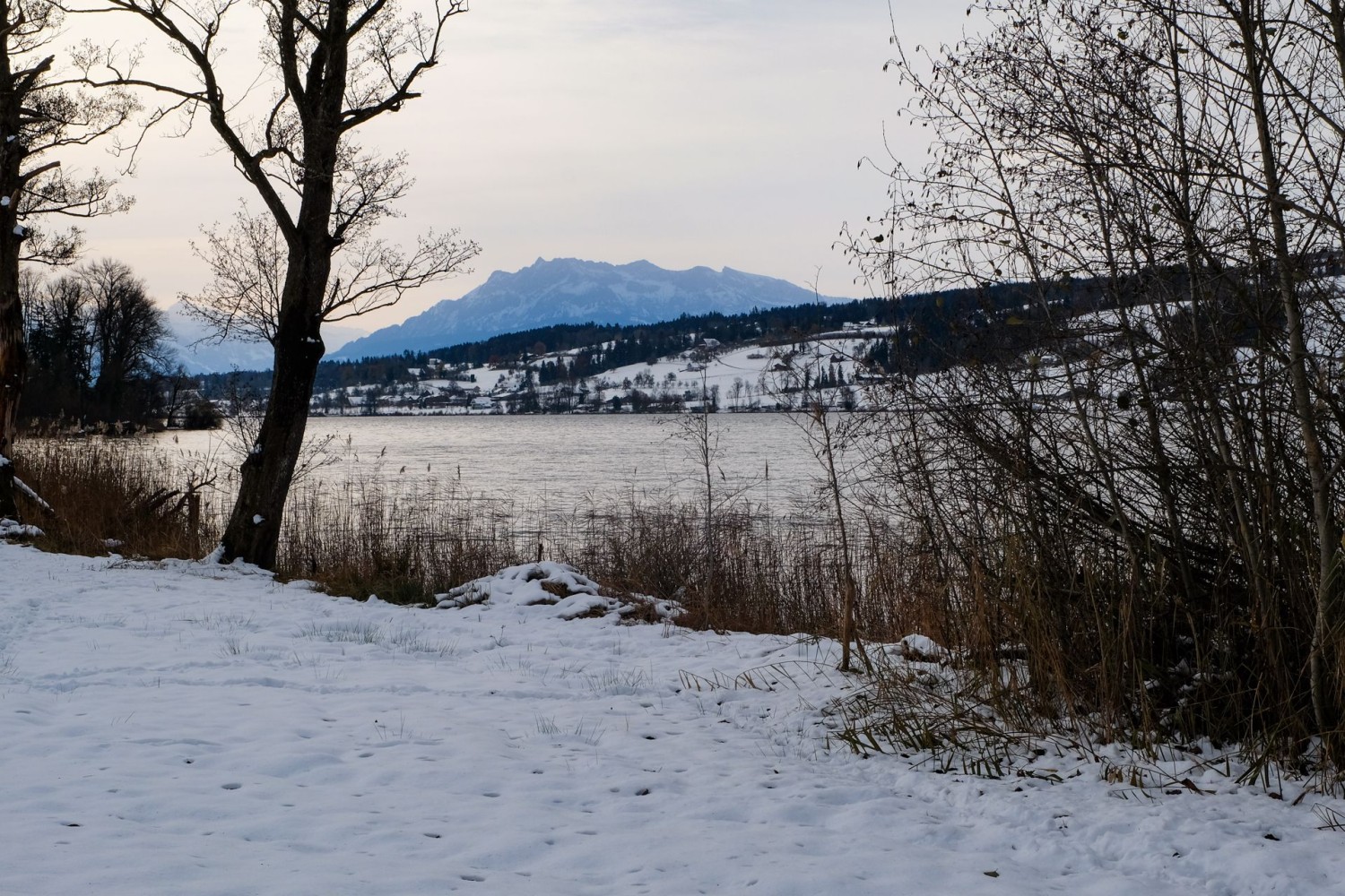 Die Wanderung entlang vom Baldeggersee profitiert vom milden Seeklima.