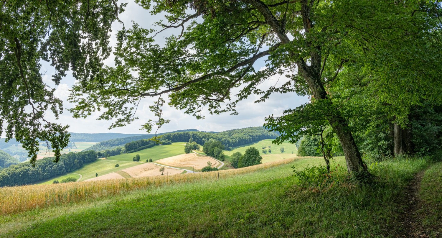 Une mosaïque de champs, de prairies et de pâturages près de Buechmatt
