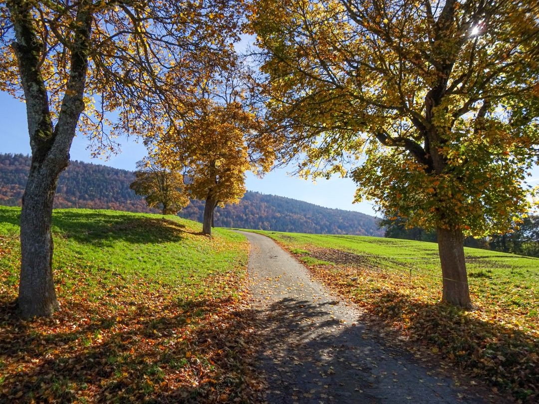 En automne, les arbres à feuilles caduques colorées accompagnent la randonnée.
