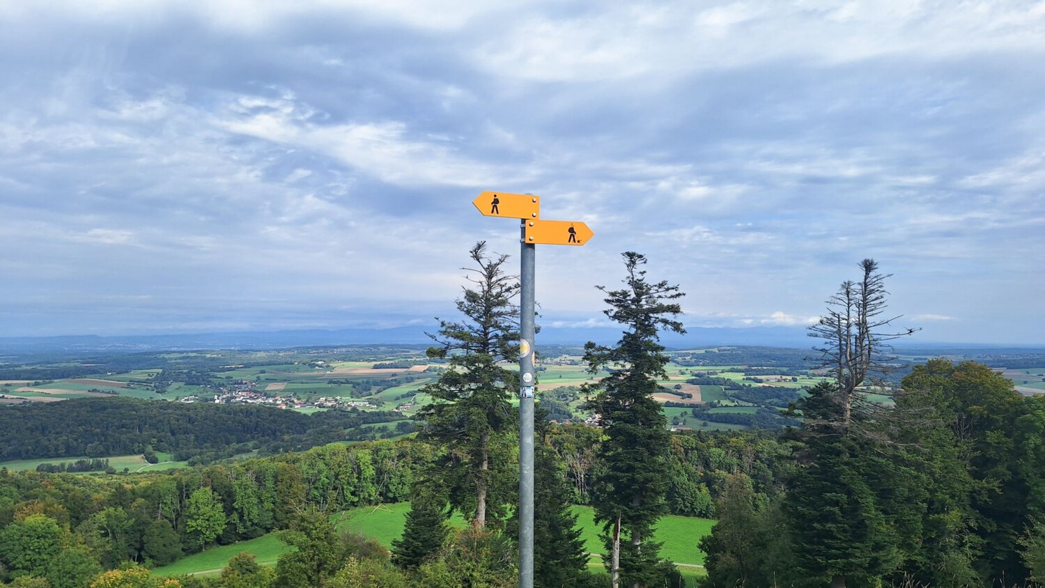 Zwei gelbe Richtungszeiger auf der Weide oberhalb des Waldes.