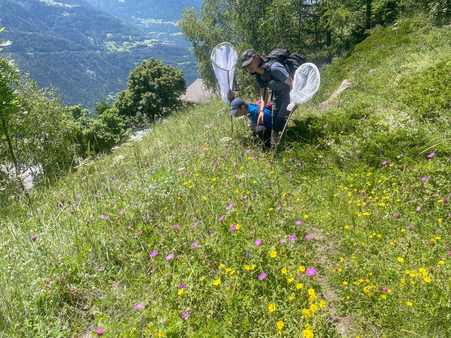 Bunte Wiese oberhalb von Ladu.