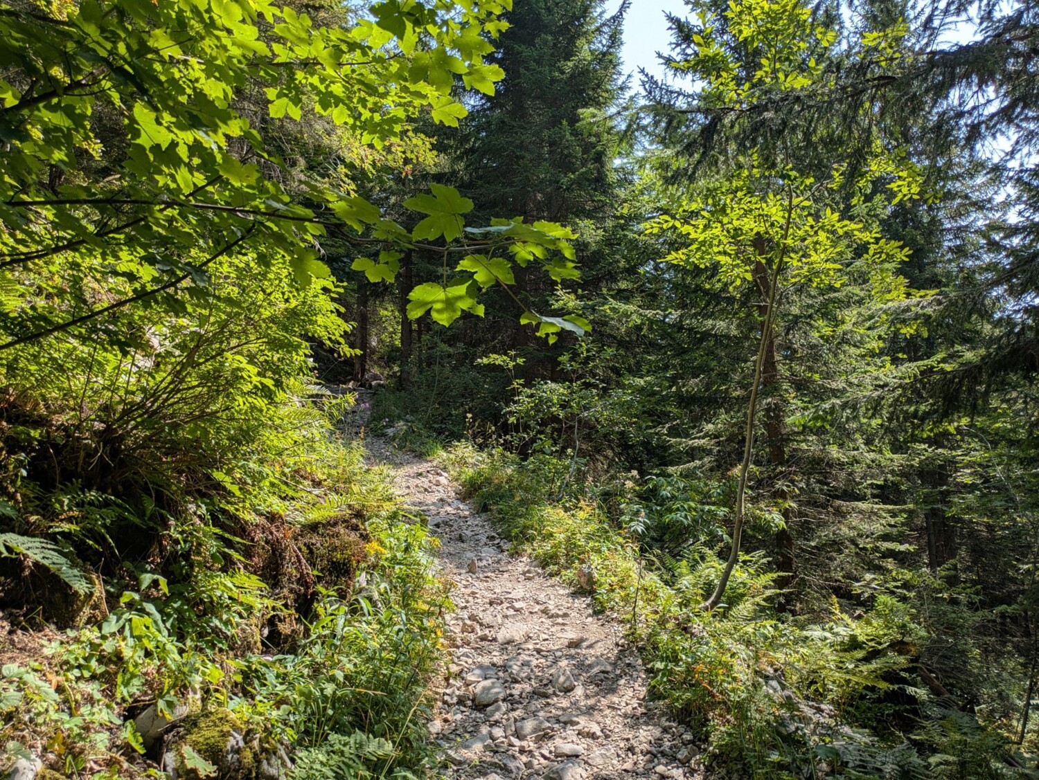 Tronçon ombragé au Klewenstock: un sentier idyllique traverse d’épaisses forêts de montagne.