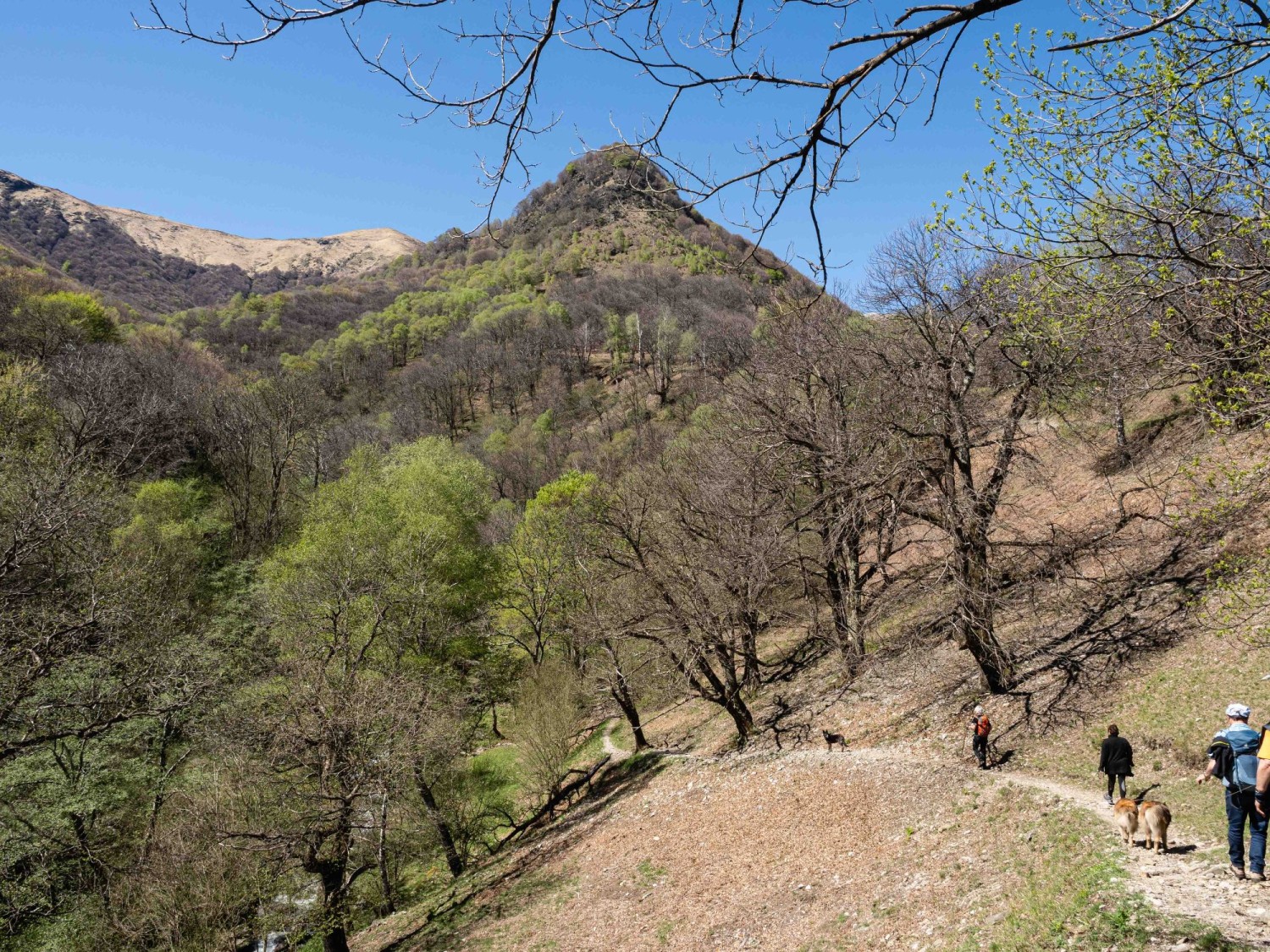 Après la grà, la randonnée se poursuit à travers une châtaigneraie.