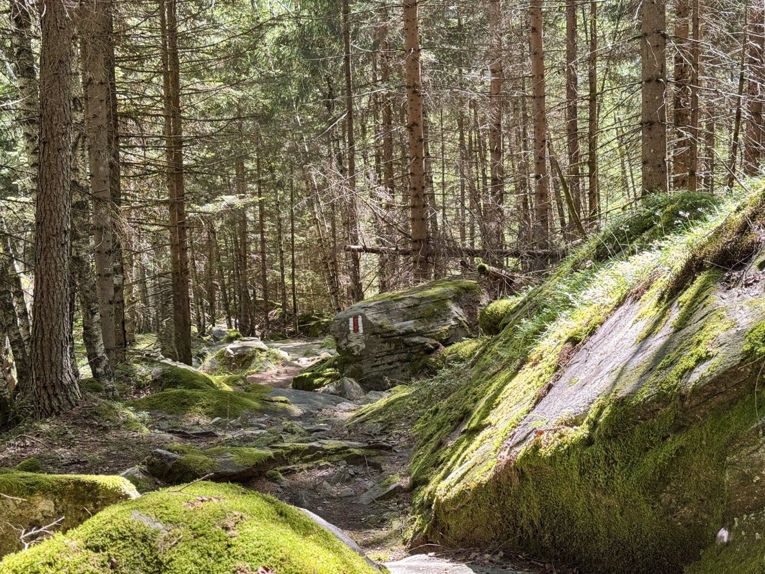 Der Wanderweg führt durch einen märchenhaften Wald.