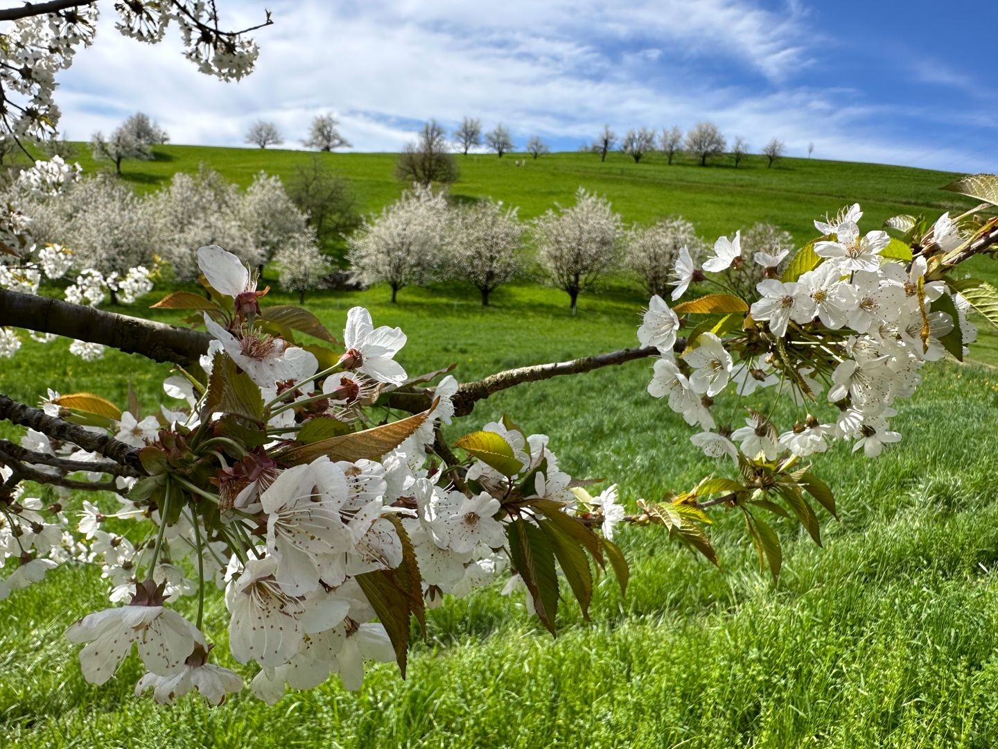 Au printemps dans le Fricktal, au cœur des cerisiers en fleurs