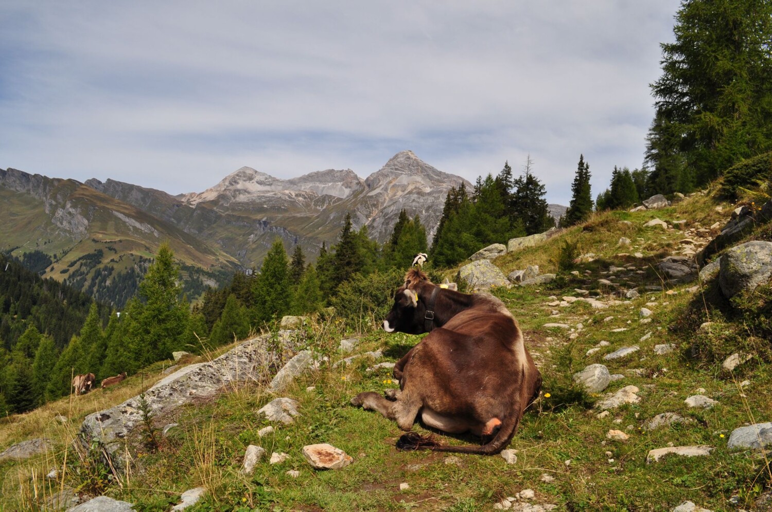 Alpage idyllique: les vaches se reposent dans les pâturages avec vue sur les montagnes.