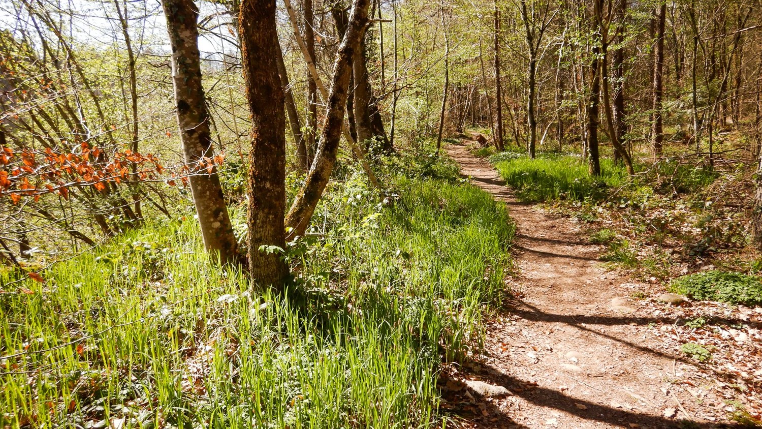 Unterwegs im Eichenwaldreservat Mellingen.